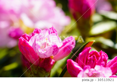 白山シャクナゲの花 30513921