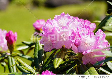 白山シャクナゲの花 30513922