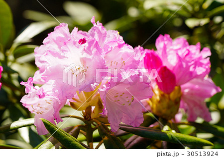白山シャクナゲの花 30513924