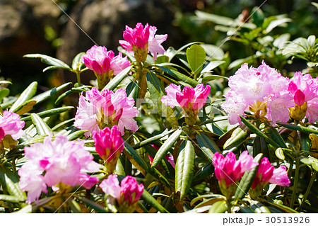 花の咲いた白山シャクナゲの株 30513926