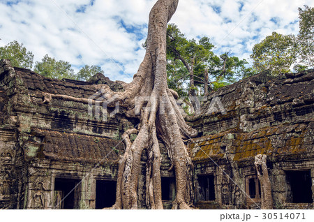 Trees growing out of Ta Prohm temple, Angkor Wat. Trees growing out of Ta Prohm temple, Angkor Wat. 30514071