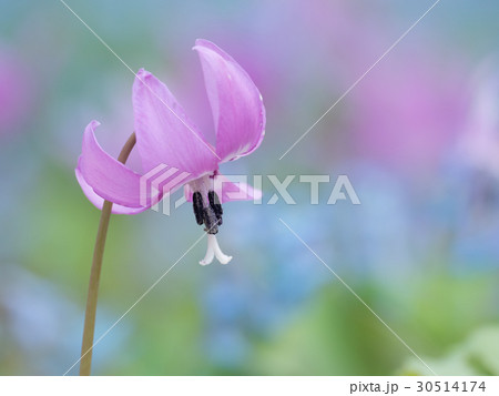 赤紫のカタクリの花 30514174