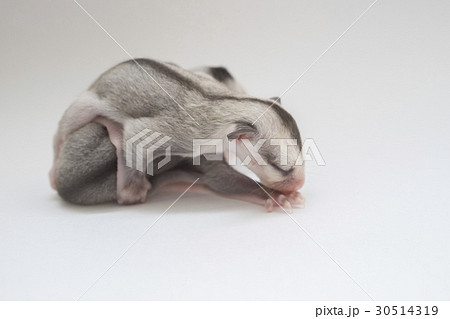 フクロモモンガの赤ちゃん フクロモモンガの赤ちゃん 30514319