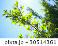 陽の光を透かす新緑の葉 30514361