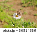 ウラナミシジミとハルジオン 30514636