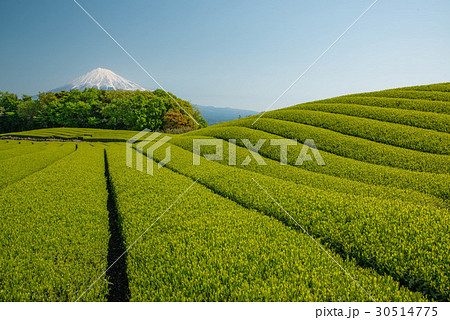 静岡県富士市の茶畑と富士山 30514775
