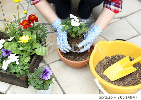 花を植える女性 30514947