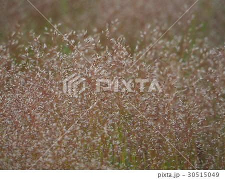ヌカススキ ヌカススキ 30515049