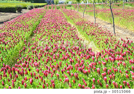 ストロベリーキャンドル 30515066