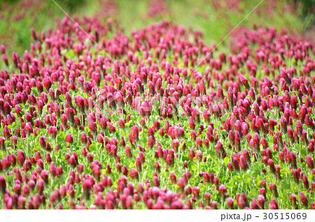 ストロベリーキャンドル 30515069