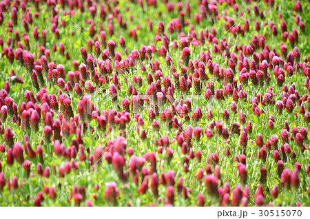 ストロベリーキャンドル ストロベリーキャンドル 30515070