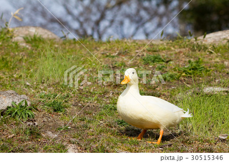公園で遊ぶコールダック 公園で遊ぶコールダック 30515346