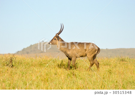 Topi has a slow gait in the savanna 30515348