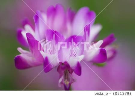 れんげ れんげ 30515793