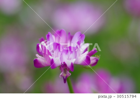 れんげ れんげ 30515794