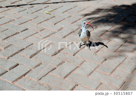 Hornbill on a cobbled ground Hornbill on a cobbled ground 30515807