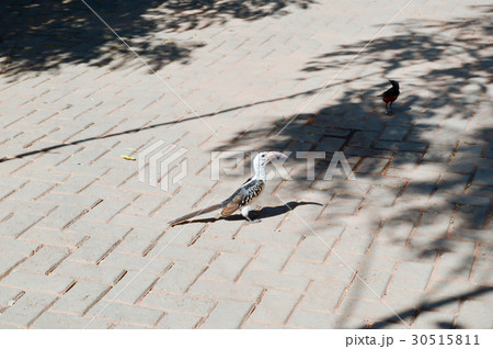 Hornbill on a cobbled ground Hornbill on a cobbled ground 30515811