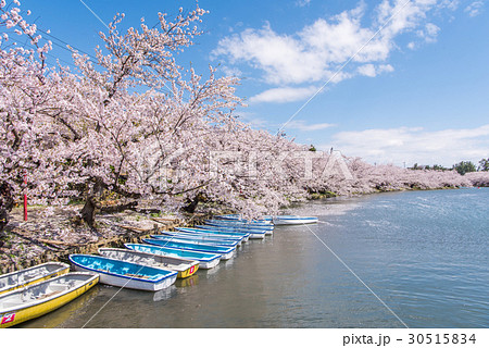 弘前公園の桜 西堀 ボート乗り場の写真素材 30515834 Pixta