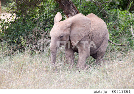 Small elephant strolling through Small elephant strolling through 30515861