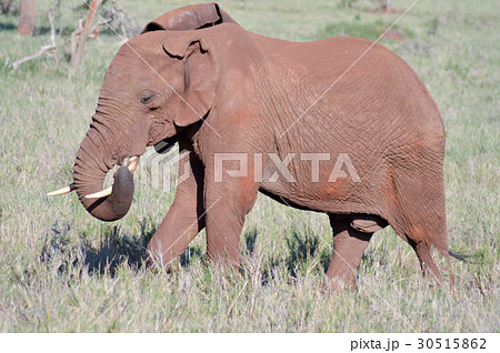 Red Elephant isolated in the savannah 30515862