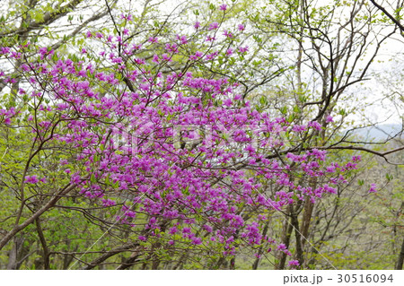 ツツジ 30516094