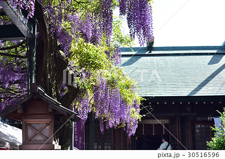 国領神社の千年乃藤 30516596