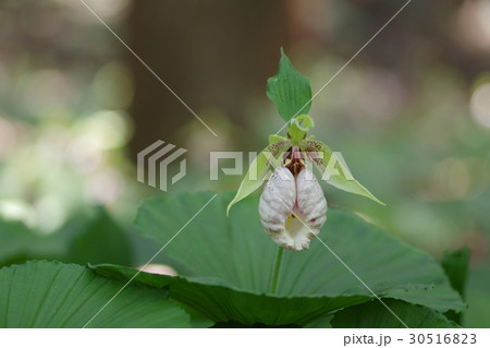 クマガイソウ クマガイソウ 30516823