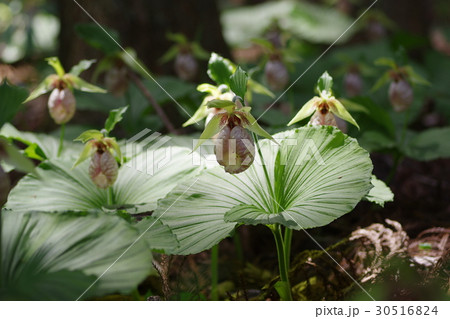 クマガイソウ 30516824
