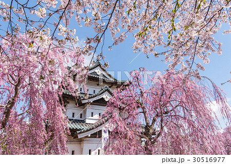 弘前公園の桜　天守 30516977