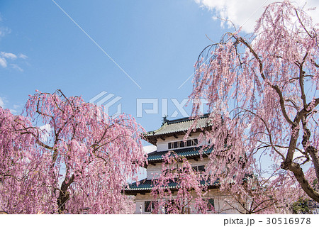 弘前公園の桜　天守 30516978