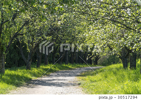 Beautiful Spring Alley in Park Beautiful Spring Alley in Park 30517294