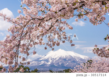 弘前公園の桜　岩木山 30517314