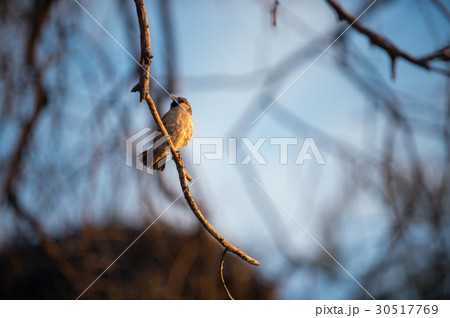 sociable weaver sociable weaver 30517769