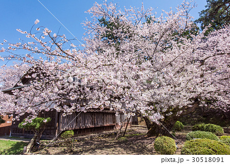 弘前公園 日本最古のソメイヨシノ の写真素材