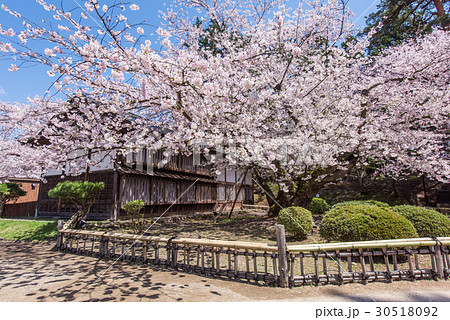 弘前公園 日本最古のソメイヨシノ の写真素材