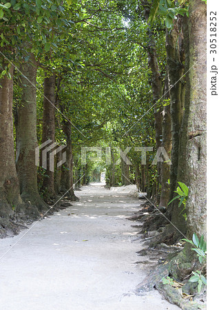 備瀬のフクギ並木 備瀬のフクギ並木 30518252