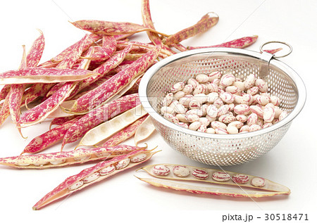 うずら豆 うずら豆 30518471