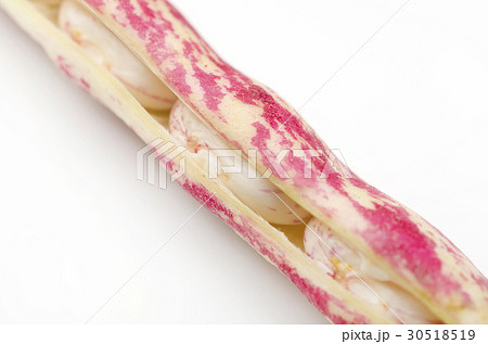 うずら豆 うずら豆 30518519