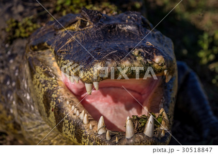 Yacare Caiman, crocodile in Pantanal, Paraguay 30518847