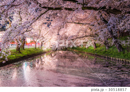 弘前公園の桜　外堀　花筏 30518857
