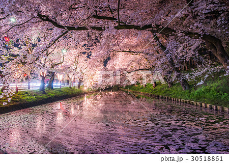 弘前公園の桜　外堀　花筏 30518861