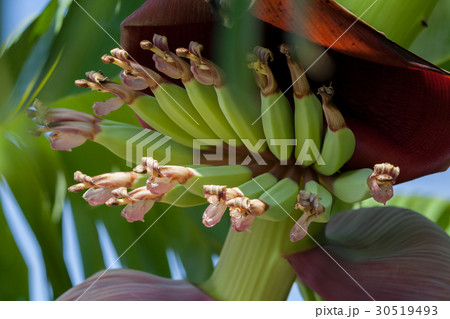 young bananas with flower young bananas with flower 30519493