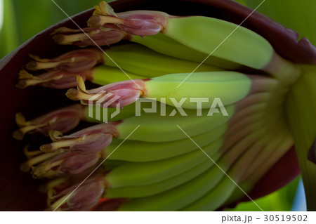 young bananas with flower young bananas with flower 30519502