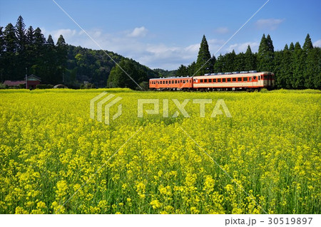 千葉県 いすみ鉄道 菜の花畑の写真素材