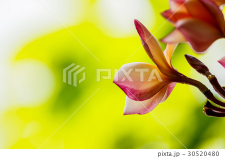 Pink plumeria on the plumeria tree in garden Pink plumeria on the plumeria tree in garden 30520480