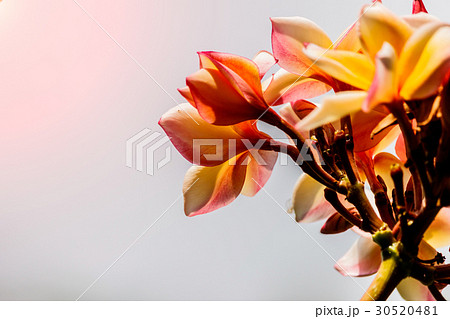 Pink plumeria on the plumeria tree in garden Pink plumeria on the plumeria tree in garden 30520481