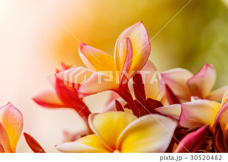 Pink plumeria on the plumeria tree in garden 30520482
