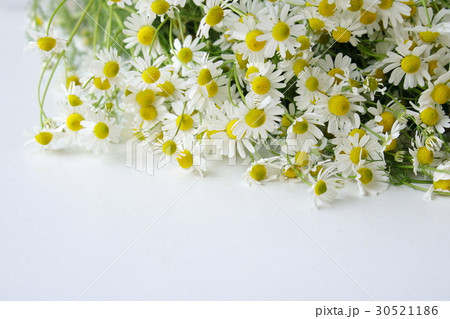 カモミール 収穫 30521186