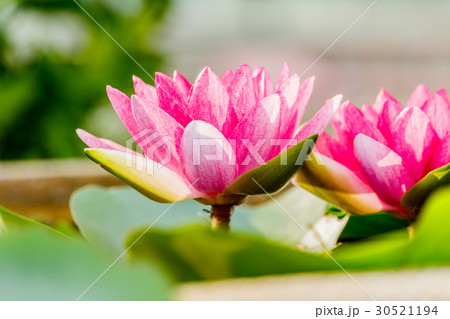 beautiful pink waterlily or lotus flower in pond 30521194