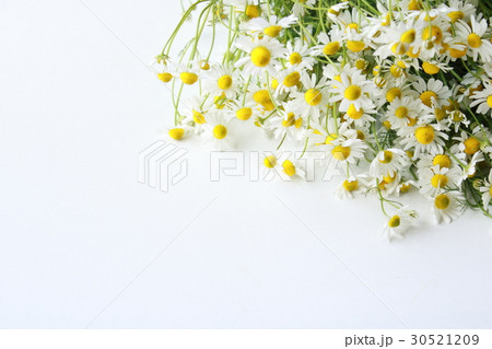 カモミール 収穫 カモミール 収穫 30521209